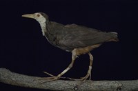 藏品(白腹秧雞)的圖片